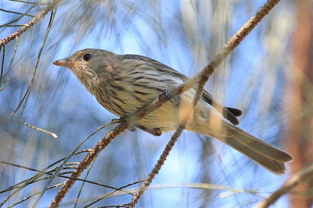 Female Rufous Whistler