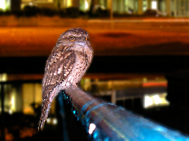 tawny-frogmouth-Toowoomba