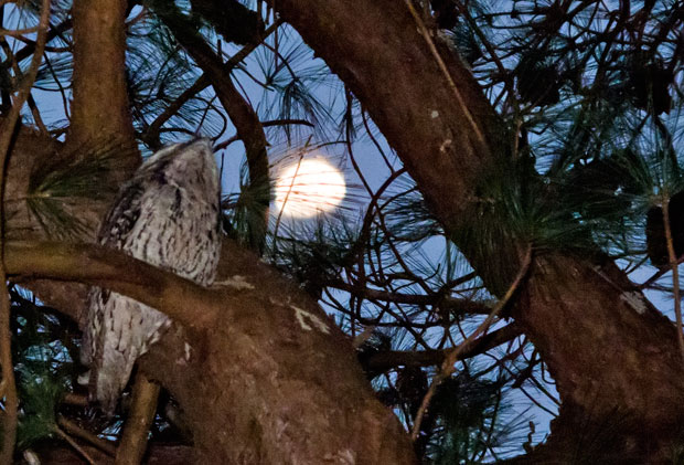 tawny frogmouth and moon, Queens Park, Toowoomba