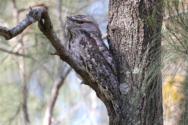 Tawny Frogmouth in Casuarina during day, Boondal wetlands, Brisbane. Image Mike Peisley.