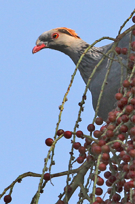 topknot-pigeon