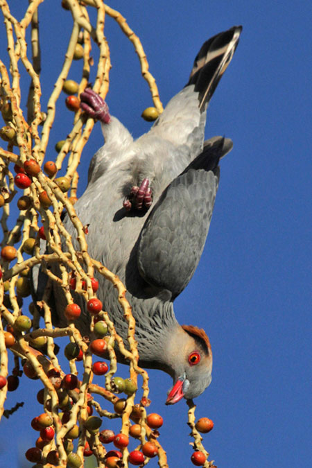 topknot-pigeon