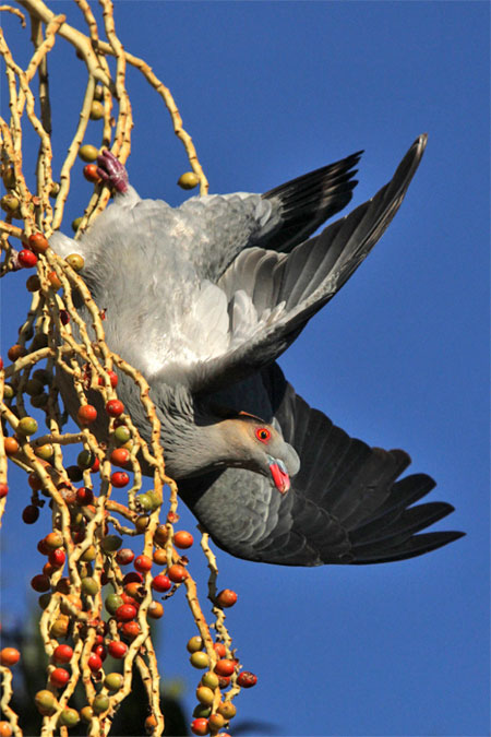 topknot-pigeon