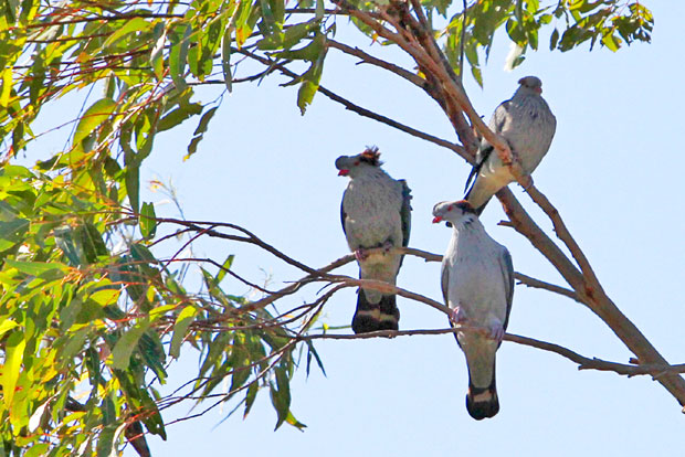 topknot-pigeon