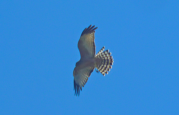 Spotted Harrier