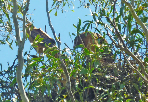 Spotted Harriers nesting