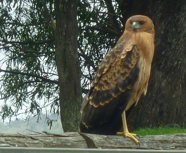 Young Spotted Harrier on fence