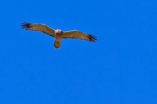 adult-spotted-harrier