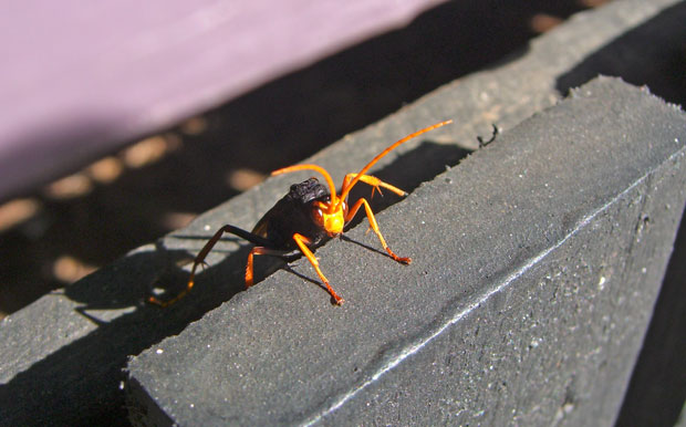 On the prowl for spiders. Toowoomba. Photo R. Ashdown.