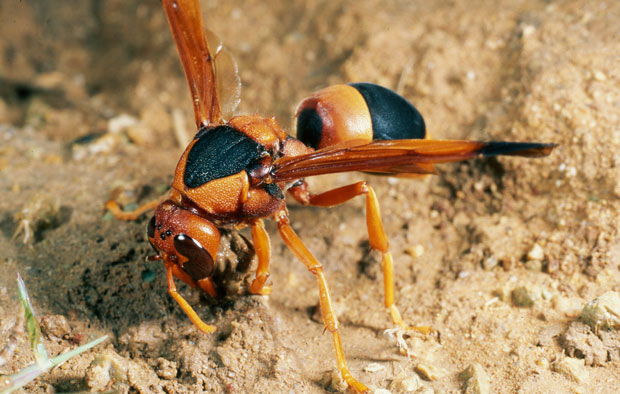 Potter Wasp