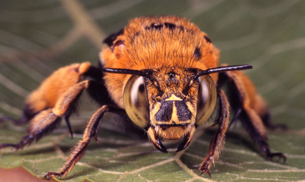 Blue-banded Bee