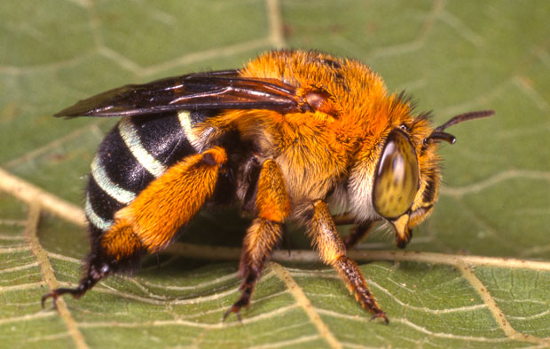 Blue-banded bee