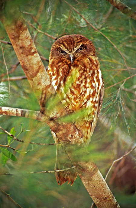 Southern Boobook Owl