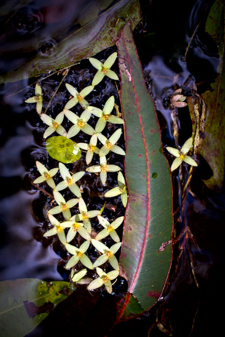 Leaves, Dalrymple Creek, Goomburra NP