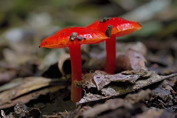 Goomburra fungus 