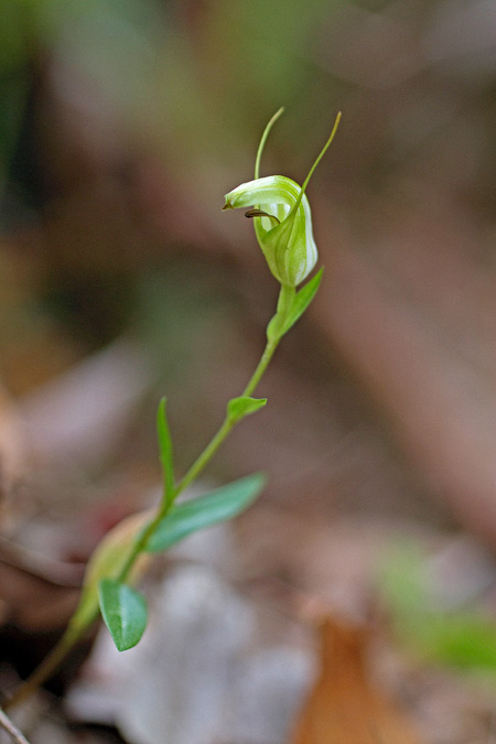 Orchid, Goomburra NP