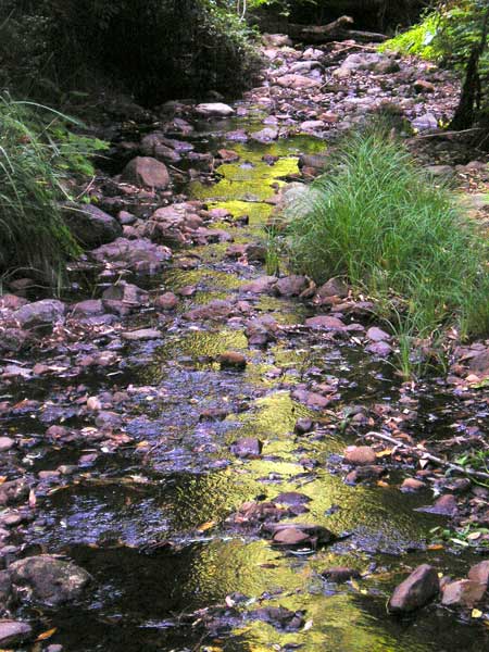 Dalrymple Creek, Goomburra National Park