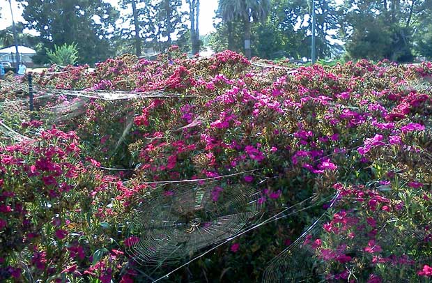 Tiny spider-webs covering flowers in the Toowoomba Botanical Gardens. Photo R. Ashdown