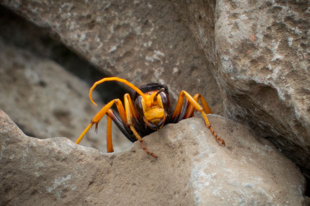 Australian Spider Wasp