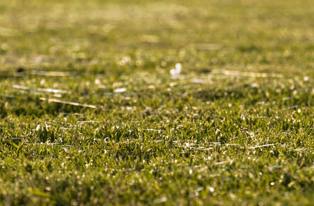 Tint spider-lings drift pass on small strands of web, and land on the grass. Photo R. Ashdown