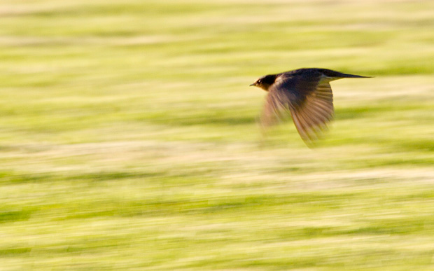 Swallows dart and weave, snapping them up. Photo R. Ashdown.