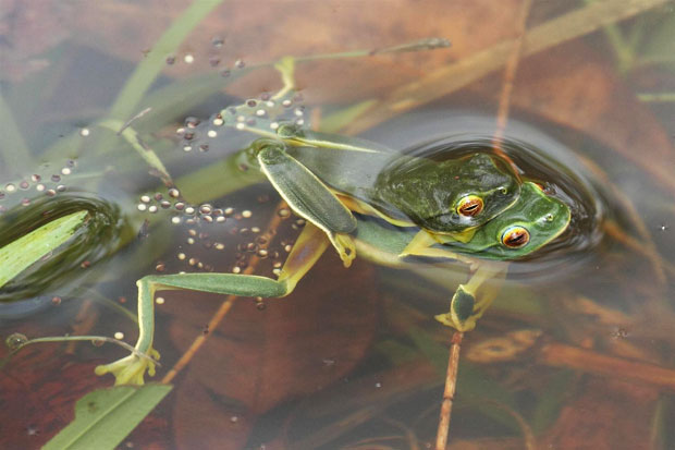 Graceful Tree Frogs amplexing.