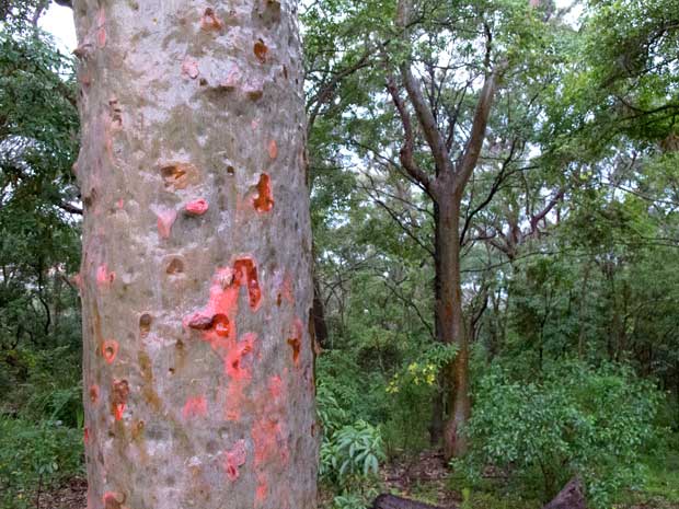 Spotted Gums after storm., Taronga, Sydney.