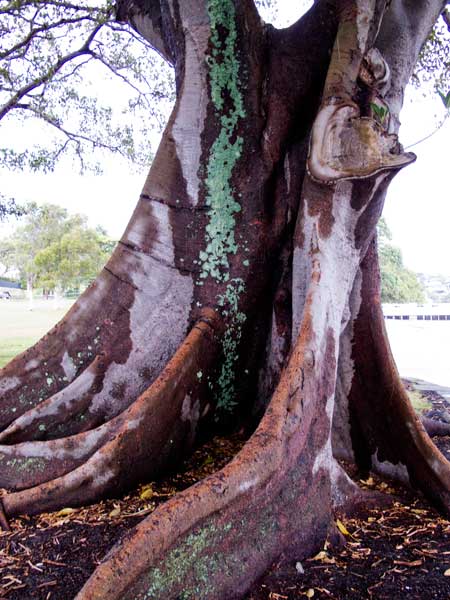 Fig tree after storm. Sydney.