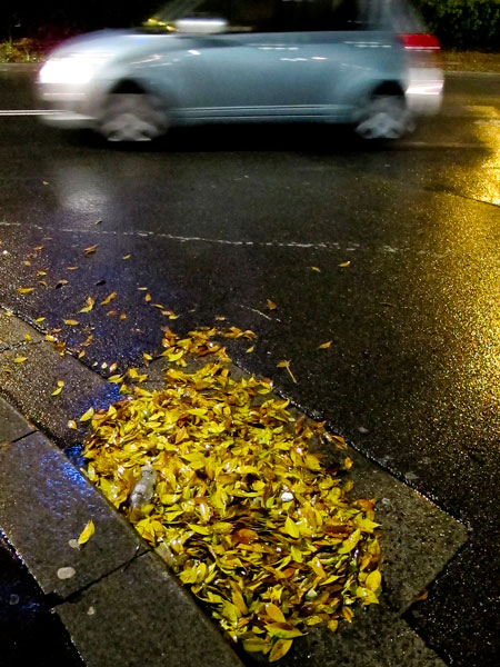 Fig leaves after storm, Sydney.