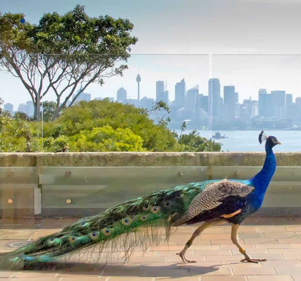 Peacock, Taronga Zoo, Sydney. Photo R. Ashdown.