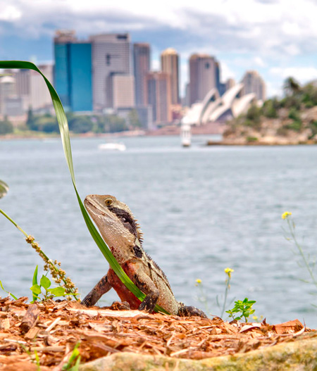 Eastern Water Dragon, Sydney Harbour.