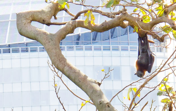 Grey-headed Flying Fox, Sydney. Photo R. Ashdown.