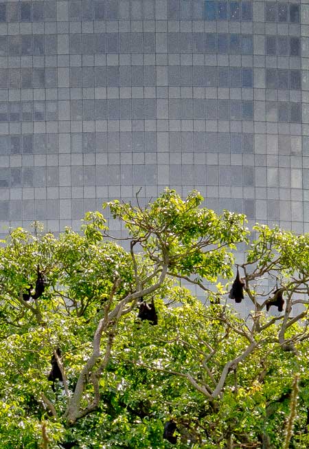 Grey-headed Flying Foxes, Sydney. Photo R. Ashdown.