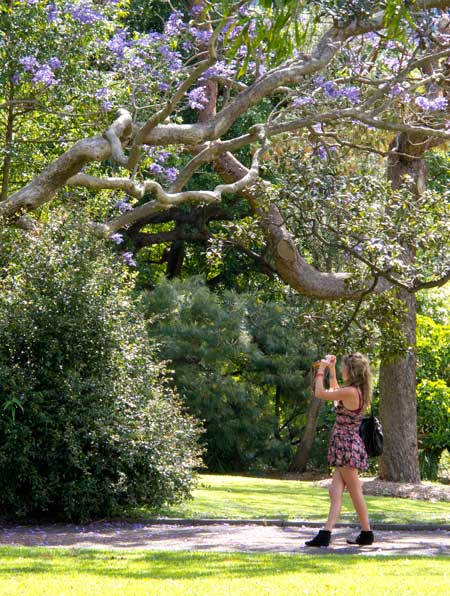 Photographing jacarandas, Sydney Botanical Gardens. Photo R. Ashdown.