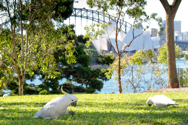 Sulphur-crested Cockatoos, Sydney Botanical Gardens. Photo R. Ashdown.