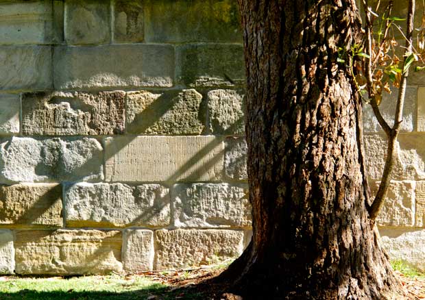 Sandstone wall and bloodwood, Sydney Botanical Gardens. Photo R. Ashdown.