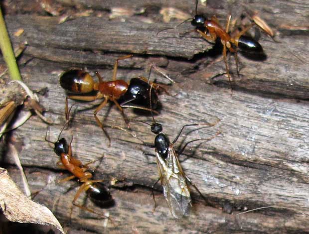 Unlike most of the colony's ants, alates are black. Large worker ants stand guard around the mating alates. Photo R. Ashdown.