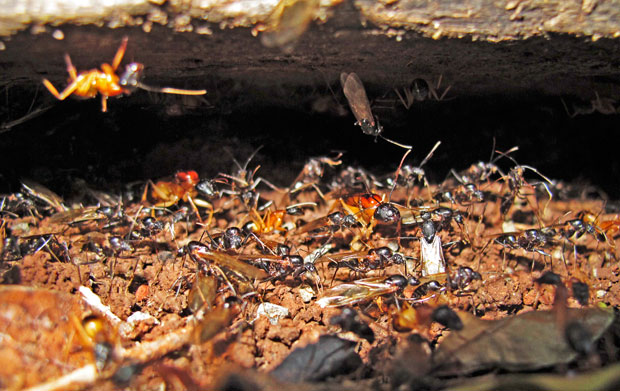 Winged Sugar Ants mill about our large colony under old sleepers in the driveway. Conditions are right for the colony to produce winged ants (known as alates). These are reproductive males and females, which swarnm and mate. The males die within a few days but the females (future queens) fly off to find a new nesting site, shed their wings and establish a new colony.ants (alates)