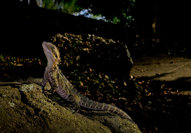 Eastern Water Dragon, Kedron Brook, Brisbane, Boxing Day 2011.