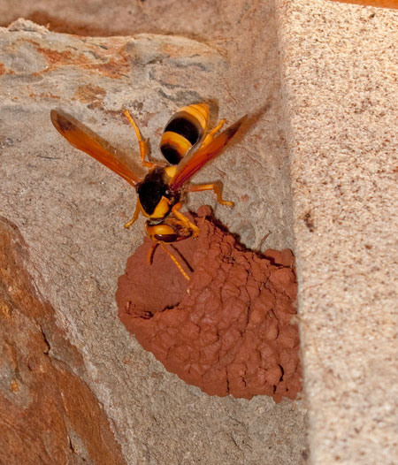 Mud wasp building nest