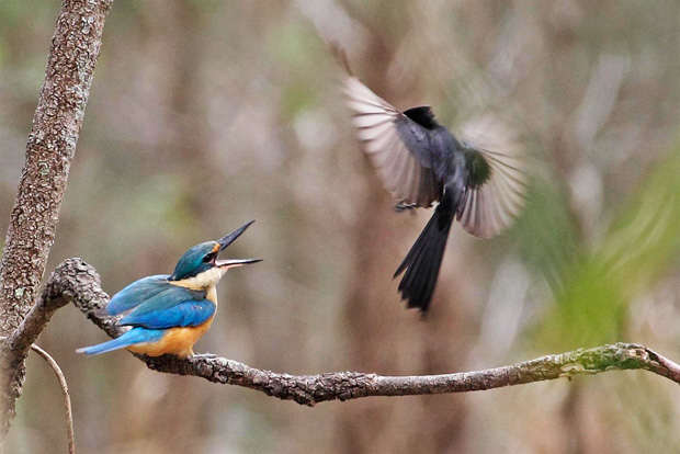 Sacred Kingfisher harassed by nesting Willy Wagtail.