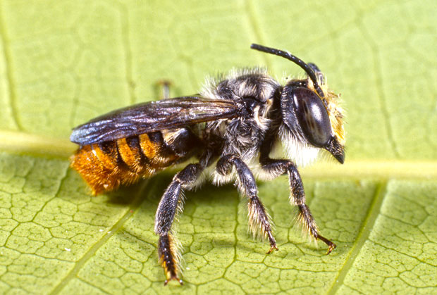 MASON-BEE