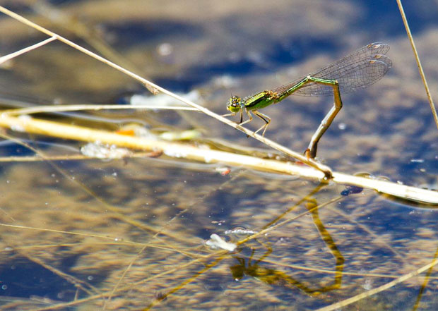 Aurora Bluetail (Ischnura aurora)