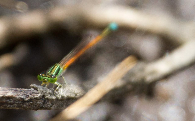 Male Aurora Bluetail (Ischnura aurora)