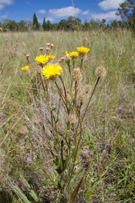 Picris evae, a rare native daisy of the Darling Downs. Photo R. Ashdown.