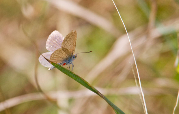 Blue Butterfly (species unknown). Photo R. Ashdown.