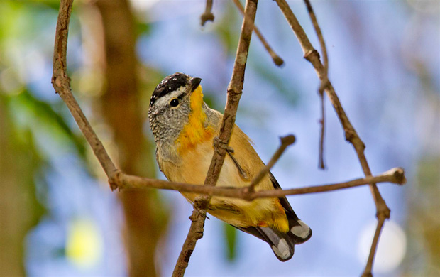 Spotted Pardalote (Pardalotus punctatus). In dry vine-scrub. Photo R. Ashdown.