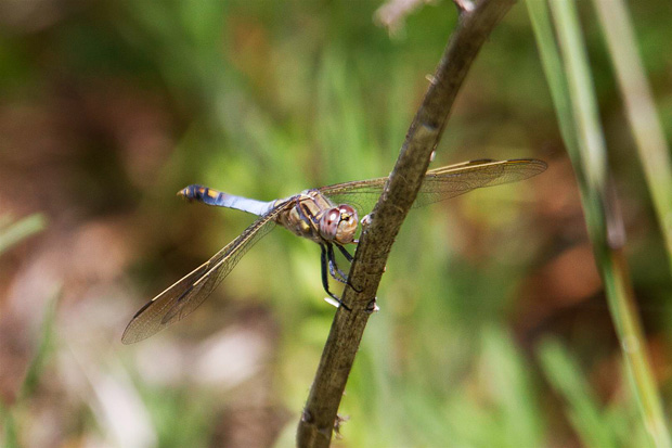 Blue Skimmer (Orthetrum caledonicum). Photo R. Ashdown.