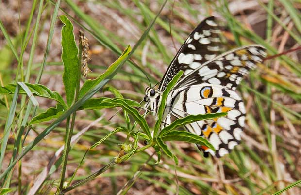 Chequered Swallowtail (Papilio demoleus). Photo R. Ashdown