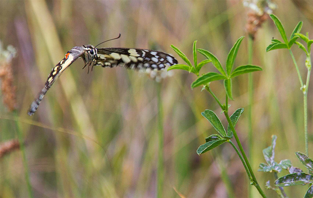 Chequered Swallowtail (Papilio demoleus). Photo R. Ashdown